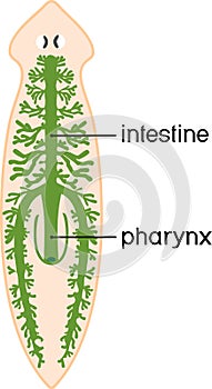 Digestive system of planaria flatworm photo